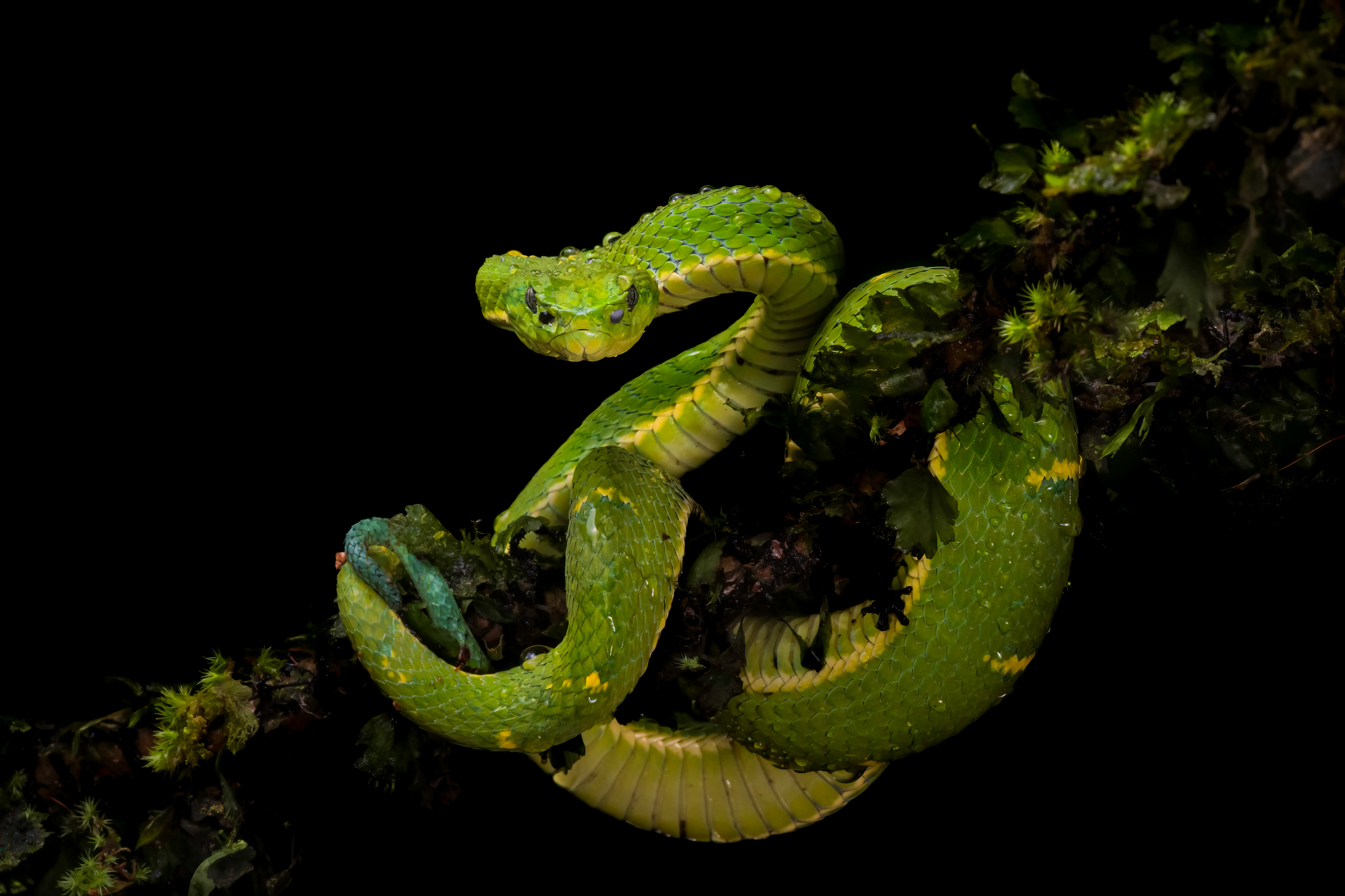 Un serpent vert présent sur un fond sombre.