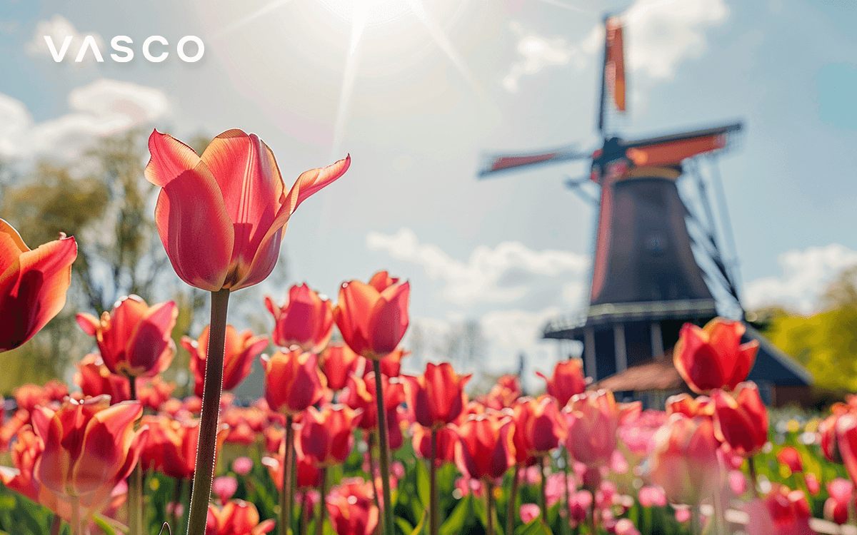 Des tulipes de printemps devant un moulin à vent.