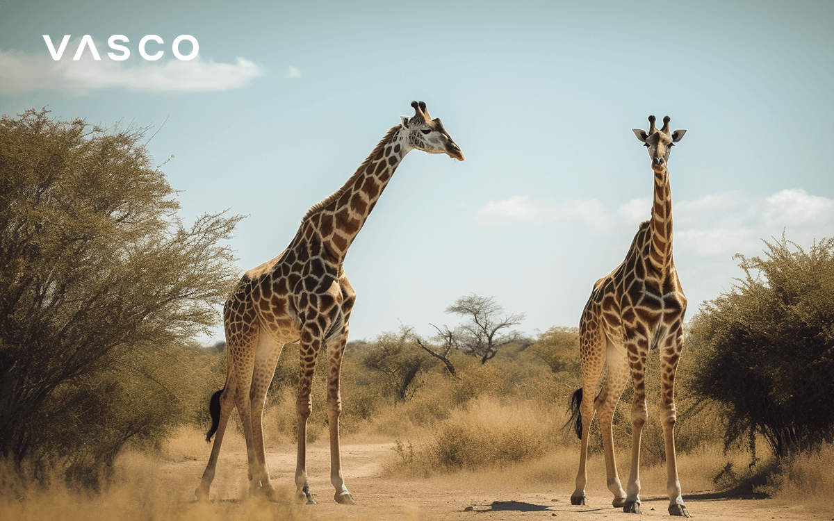 Deux girafes dans la savane africaine.