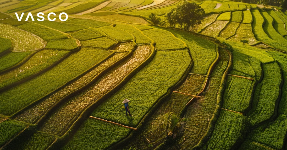 Les vastes rizières s'illuminent au soleil.