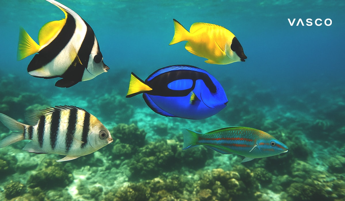 Des poissons tropicaux multicolores nagent dans les eaux claires de l’océan au-dessus d’un récif corallien.
